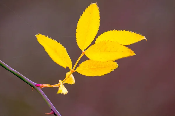 Gekleurde Herfstbladeren Natuur — Stockfoto