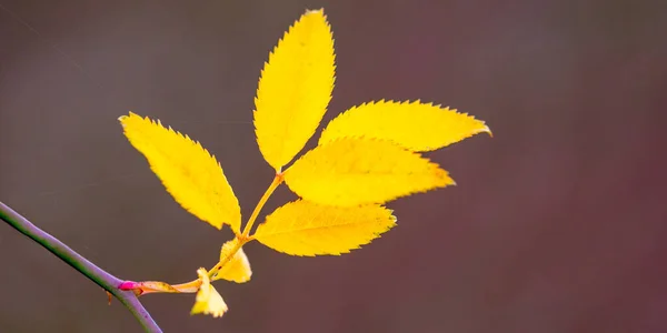 Doğada Renkli Sonbahar Yaprakları — Stok fotoğraf