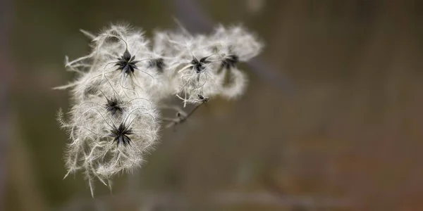 秋の紅葉の自然 — ストック写真