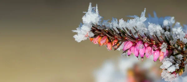 Doğada Renkli Sonbahar Yaprakları — Stok fotoğraf