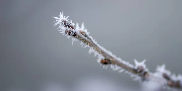 Farbige Herbstblätter Der Natur — Stockfoto