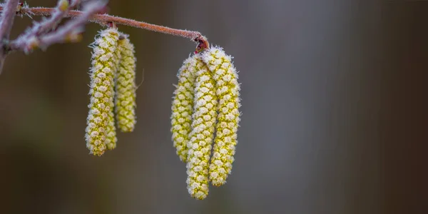 Hojas Otoño Color Naturaleza — Foto de Stock