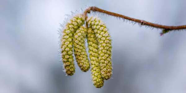 Hojas Otoño Color Naturaleza — Foto de Stock