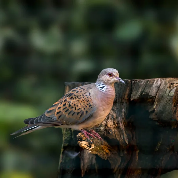 Bird Prey Wild Nature — Stock Photo, Image