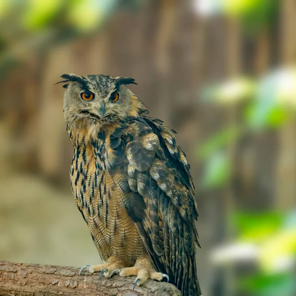 Bird Prey Wild Nature — Stock Photo, Image