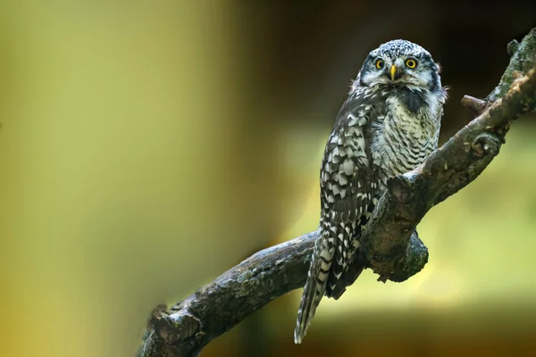 Pássaro Rapina Natureza Selvagem — Fotografia de Stock