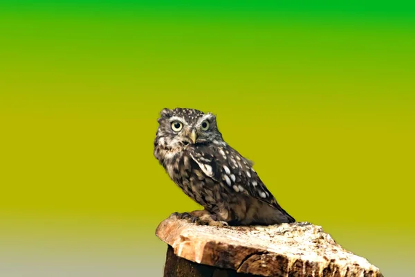 Roofvogel Wilde Natuur — Stockfoto