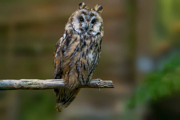 Rovfågel Vild Natur — Stockfoto