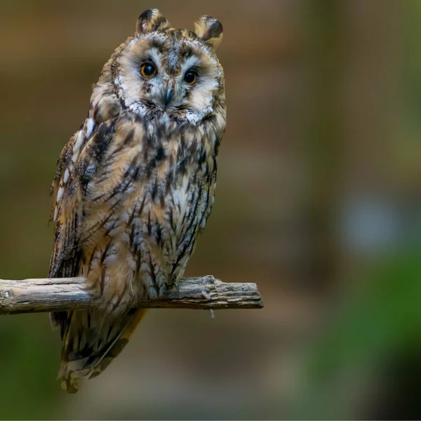 Rovfågel Vild Natur — Stockfoto