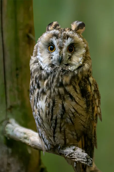 Bird Prey Wild Nature — Stock Photo, Image