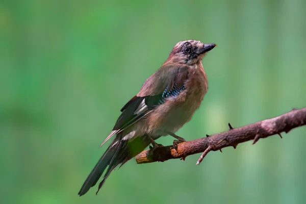 Bird Prey Wild Nature — Stock Photo, Image
