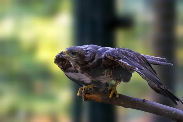 Vahşi Doğadaki Yırtıcı Kuş — Stok fotoğraf