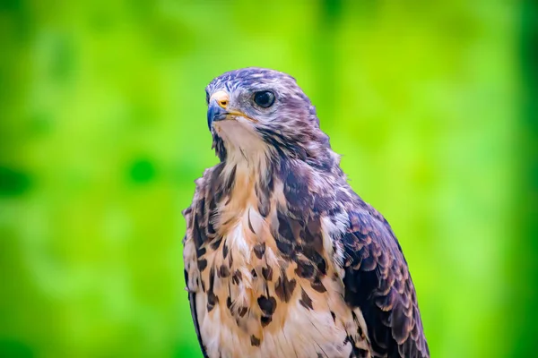 Vahşi Doğadaki Yırtıcı Kuş — Stok fotoğraf