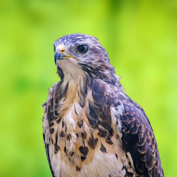 Greifvogel Freier Natur — Stockfoto