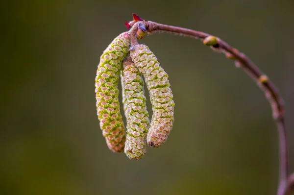 山核桃在过敏季节开花 — 图库照片