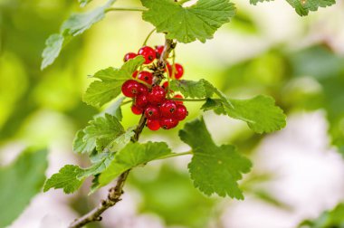 Bahçe mevsiminde üzümlü üzümlü pirzola