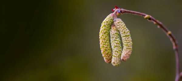 Floración Avellana Temporada Alergia — Foto de Stock
