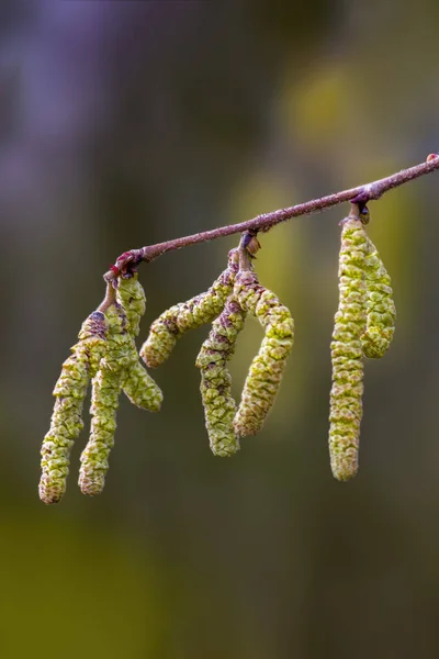 Hazelnut bloom in the allergy season