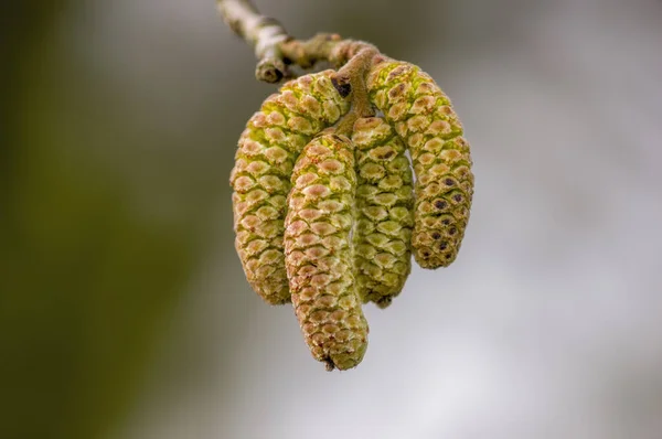 Floración Avellana Temporada Alergia — Foto de Stock