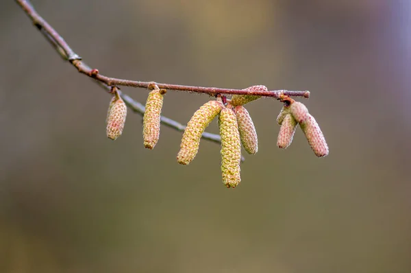 Haselnussblüte Der Allergie Saison — Stockfoto