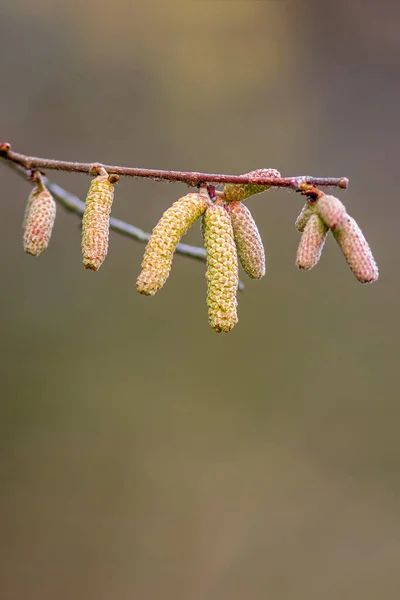 Fioritura Nocciole Nella Stagione Delle Allergie — Foto Stock