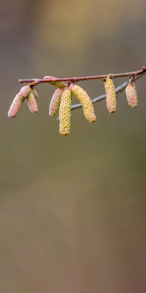 Floración Avellana Temporada Alergia — Foto de Stock
