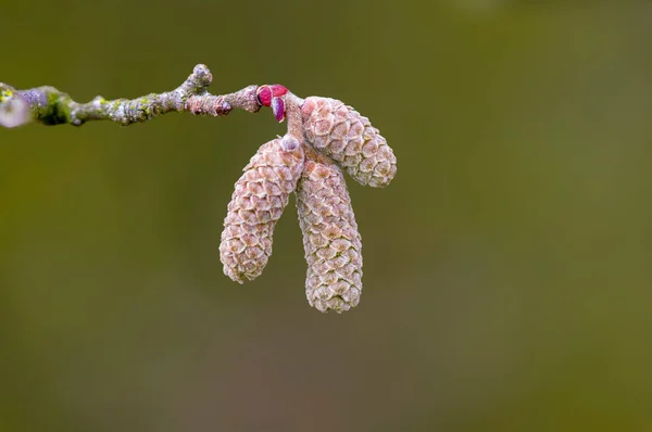 Haselnussblüte Der Allergie Saison — Stockfoto