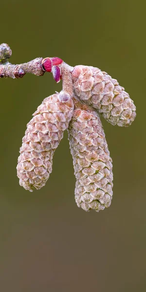 Hazelnut bloom in the allergy season