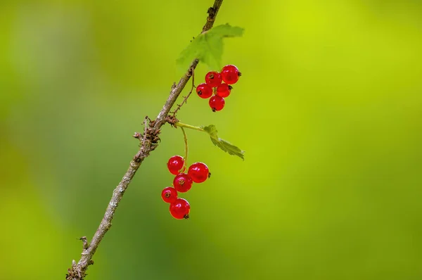 Las Costillas Rojas Bayas Sobre Arbusto Grosella Temporada Jardín —  Fotos de Stock