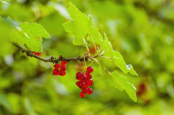Las Costillas Rojas Bayas Sobre Arbusto Grosella Temporada Jardín —  Fotos de Stock