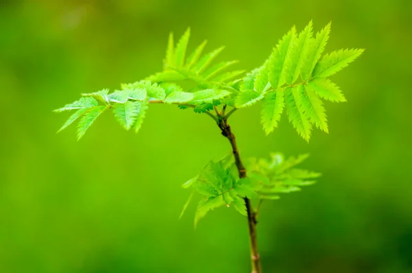 緑の季節の新鮮でカラフルな枝 — ストック写真
