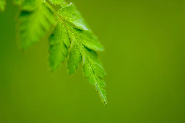 绿季自然中新鲜多彩的枝条 — 图库照片