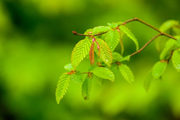 Färsk Färgstark Gren Den Gröna Årstiden Natur — Stockfoto