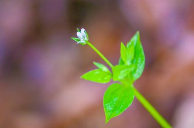 Yeşil mevsim doğasında taze, renkli bir dal.