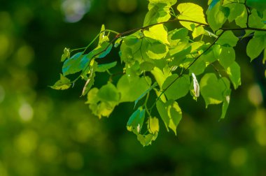 Yeşil mevsim doğasında taze, renkli bir dal.