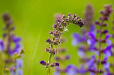 Yeşil mevsim doğasında taze, renkli bir dal.