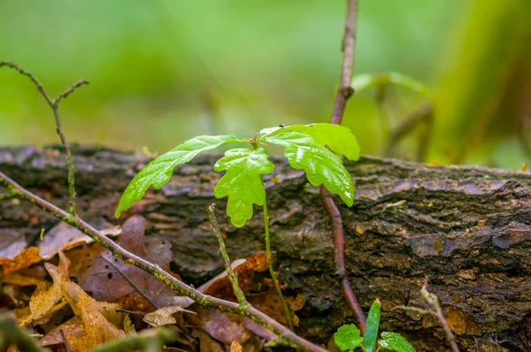 Färsk Färgstark Gren Den Gröna Årstiden Natur — Stockfoto