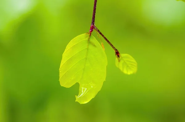 绿季自然中新鲜多彩的枝条 — 图库照片