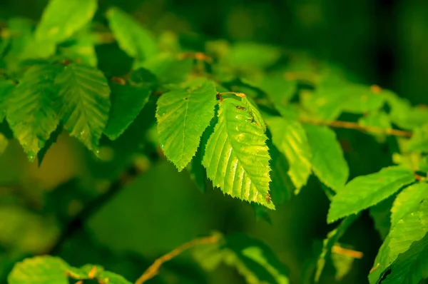 Färsk Färgstark Gren Den Gröna Årstiden Natur — Stockfoto