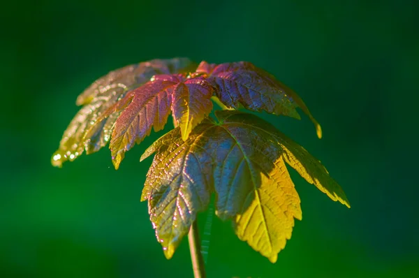 Yeşil Mevsim Doğasında Taze Renkli Bir Dal — Stok fotoğraf