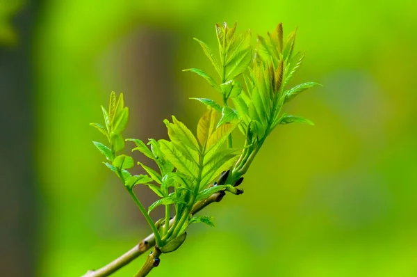 绿季自然中新鲜多彩的枝条 — 图库照片