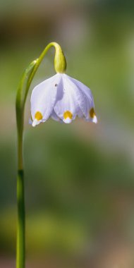 Yeşil ormanda taze beyaz kar tanesi.