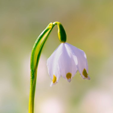 Yeşil ormanda taze beyaz kar tanesi.
