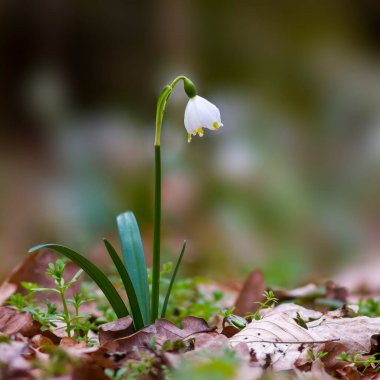 Yeşil ormanda taze beyaz kar tanesi.
