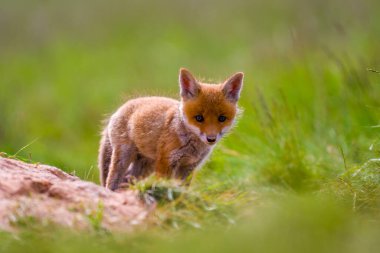 Genç kızıl tilki yavruları yeşil çayırda oynuyorlar.