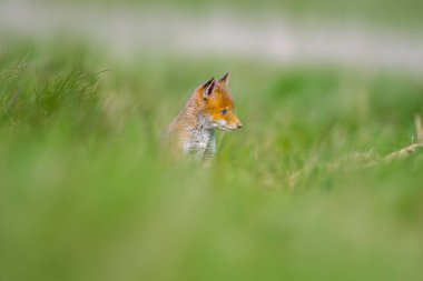 Genç kızıl tilki yavruları yeşil çayırda oynuyorlar.
