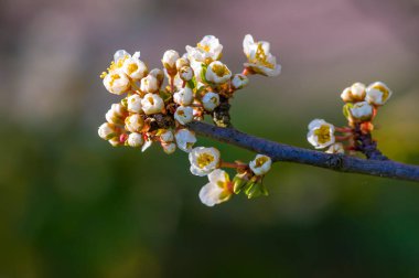 Bahar mevsiminde taze meyve tomurcukları