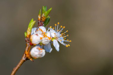 Bahar mevsiminde taze meyve tomurcukları