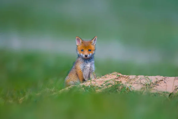 Jóvenes Bebés Zorro Rojo Están Jugando Prado Verde — Foto de Stock