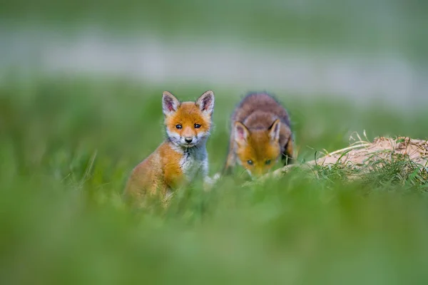 若い赤いキツネの赤ちゃんが緑の草原で遊んでいます — ストック写真